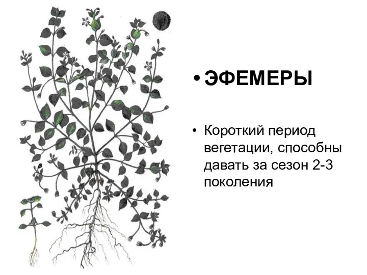 ЭФЕМЕРЫ Короткий период вегетации, способны давать за сезон 2-3 поколения