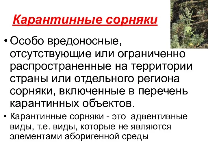 Карантинные сорняки Особо вредоносные, отсутствующие или ограниченно распространенные на территории