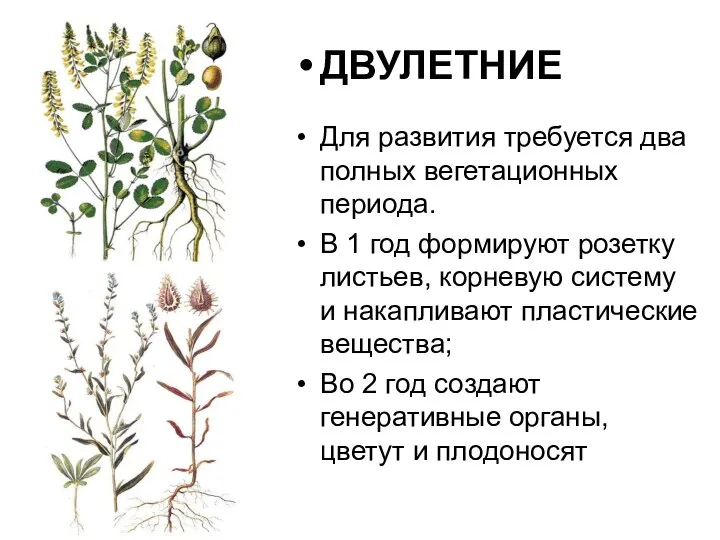 ДВУЛЕТНИЕ Для развития требуется два полных вегетационных периода. В 1