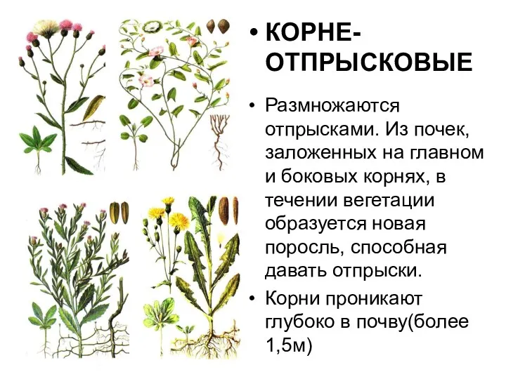 КОРНЕ-ОТПРЫСКОВЫЕ Размножаются отпрысками. Из почек, заложенных на главном и боковых