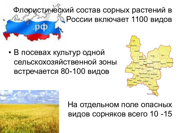 Флористический состав сорных растений в России включает 1100 видов В