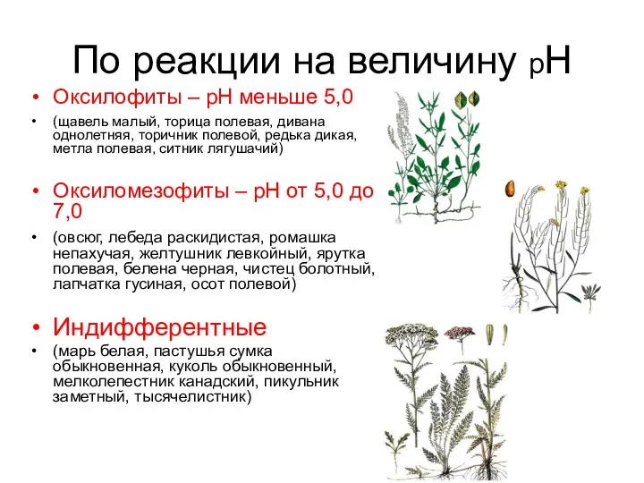 По реакции на величину рН Оксилофиты – рН меньше 5,0