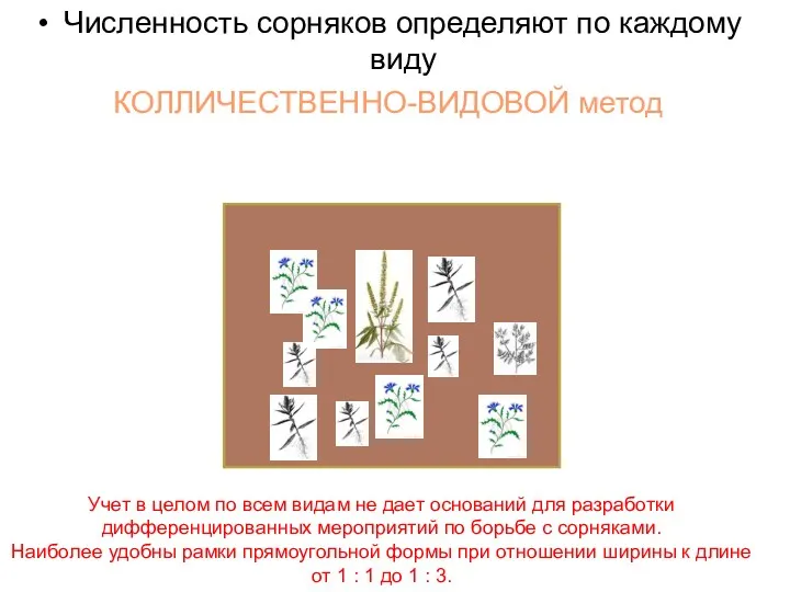 Численность сорняков определяют по каждому виду КОЛЛИЧЕСТВЕННО-ВИДОВОЙ метод Учет в