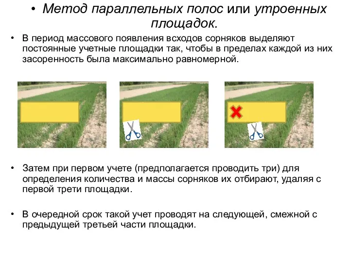 Метод параллельных полос или утроенных площадок. В период массового появления