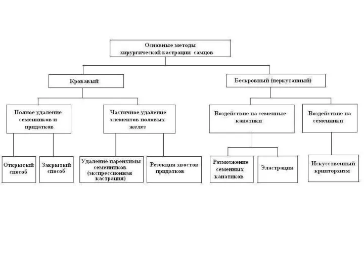 Операции на мочеполовых органах Кастрация
