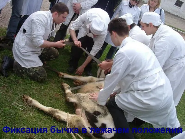 Фиксация бычка в лежачем положении