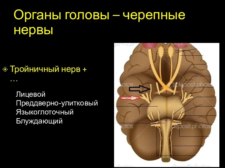 Органы головы – черепные нервы Тройничный нерв + … Лицевой Преддверно-улитковый Языкоглоточный Блуждающий