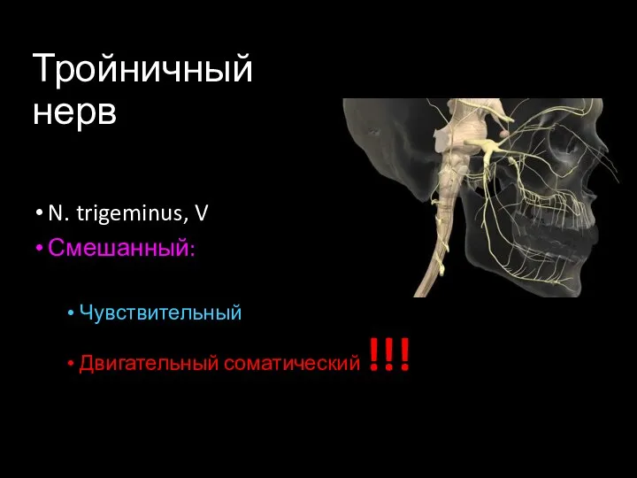 Тройничный нерв N. trigeminus, V Смешанный: Чувствительный Двигательный соматический !!!