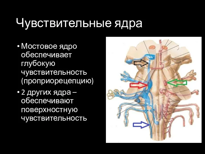 Чувствительные ядра Мостовое ядро обеспечивает глубокую чувствительность (проприорецепцию) 2 других ядра – обеспечивают поверхностную чувствительность