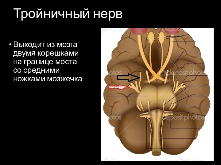 Тройничный нерв Выходит из мозга двумя корешками на границе моста со средними ножками мозжечка