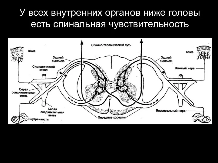 У всех внутренних органов ниже головы есть спинальная чувствительность