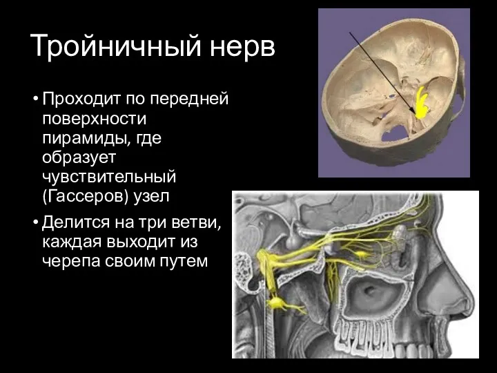 Тройничный нерв Проходит по передней поверхности пирамиды, где образует чувствительный