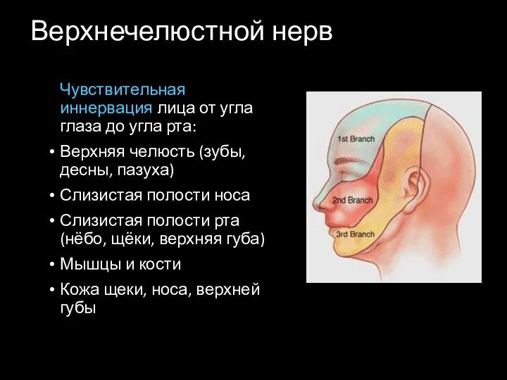 Верхнечелюстной нерв Чувствительная иннервация лица от угла глаза до угла рта: Верхняя челюсть