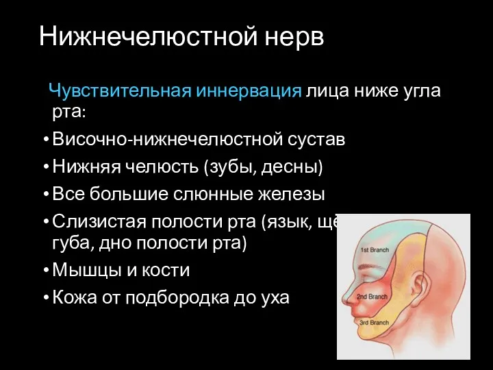 Нижнечелюстной нерв Чувствительная иннервация лица ниже угла рта: Височно-нижнечелюстной сустав Нижняя челюсть (зубы,