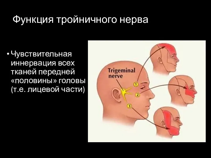 Функция тройничного нерва Чувствительная иннервация всех тканей передней «половины» головы (т.е. лицевой части)