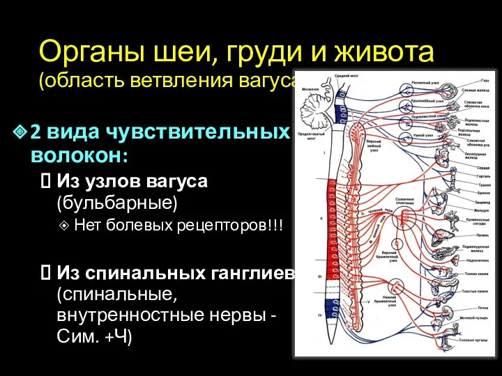 Органы шеи, груди и живота (область ветвления вагуса) 2 вида чувствительных волокон: Из
