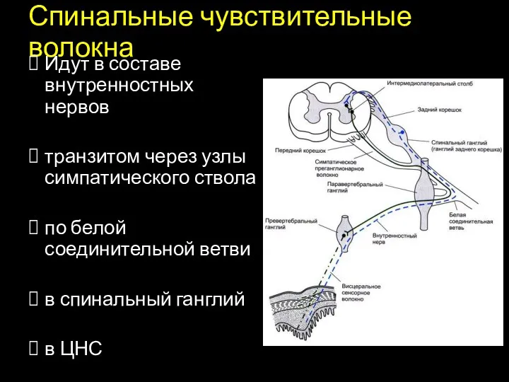 Спинальные чувствительные волокна Идут в составе внутренностных нервов транзитом через