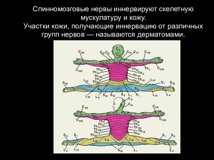 Спинномозговые нервы иннервируют скелетную мускулатуру и кожу. Участки кожи, получающие