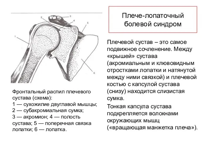 Плече-лопаточный болевой синдром Плечевой сустав – это самое подвижное сочленение.