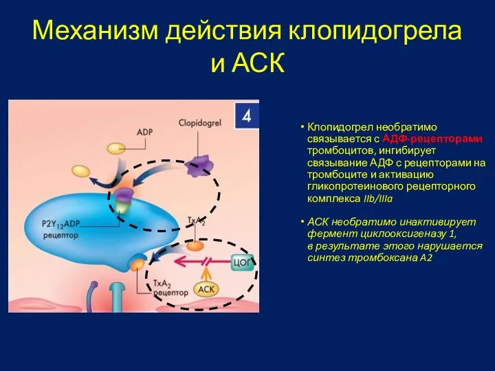 Механизм действия клопидогрела и АСК Клопидогрел необратимо связывается с АДФ-рецепторами