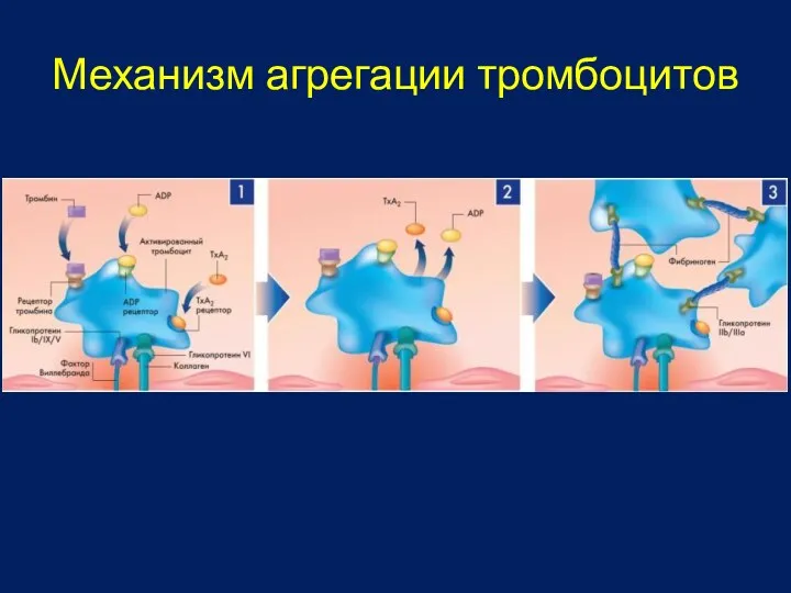Механизм агрегации тромбоцитов