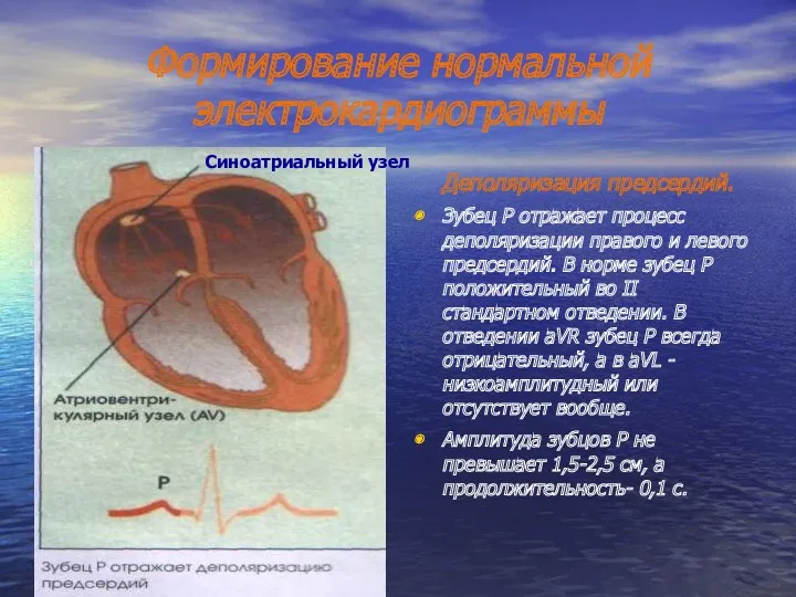 Формирование нормальной электрокардиограммы Деполяризация предсердий. Зубец Р отражает процесс деполяризации