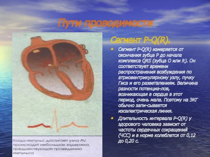 Пути проводимости Сегмент P-Q(R). Сегмент P-Q(R) измеряется от окончания зубца