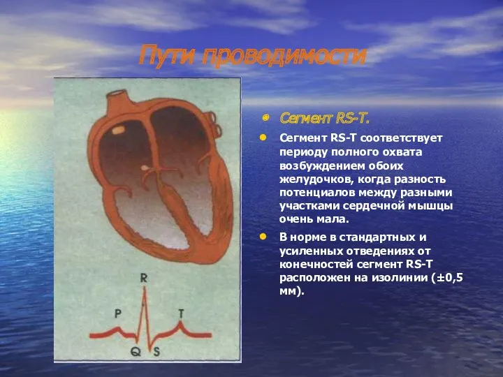 Пути проводимости Сегмент RS-T. Сегмент RS-Т соответствует периоду полного охвата