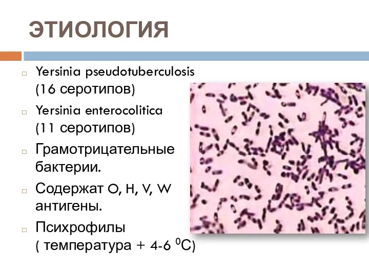 ЭТИОЛОГИЯ Yersinia pseudotuberculosis (16 серотипов) Yersinia enterocolitica (11 серотипов) Грамотрицательные бактерии. Содержат O,