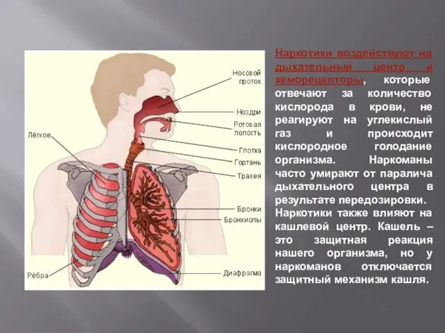 Наркотики воздействуют на дыхательный центр и хеморецепторы, которые отвечают за