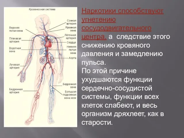 Наркотики способствуют угнетению сосудодвигательного центра, а следствие этого снижению кровяного