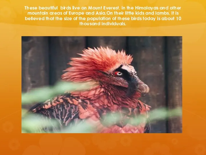 These beautiful birds live on Mount Everest, in the Himalayas