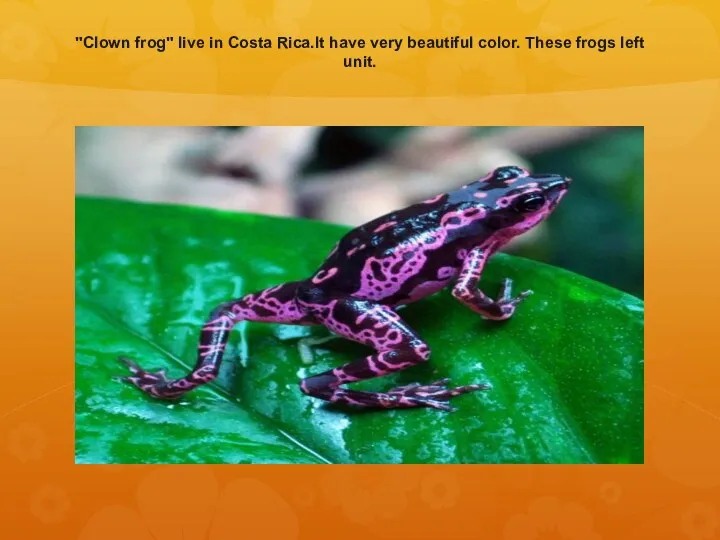"Clown frog" live in Costa Rica.It have very beautiful color. These frogs left unit.