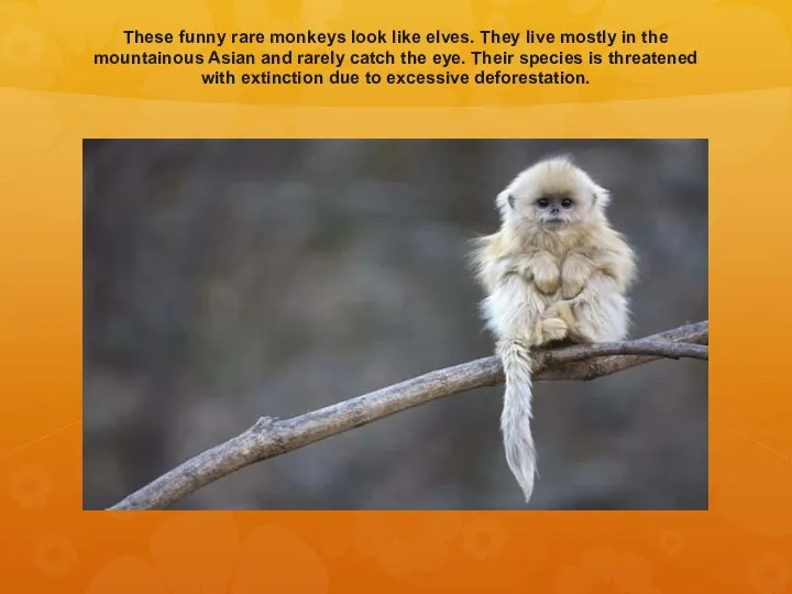 These funny rare monkeys look like elves. They live mostly in the mountainous