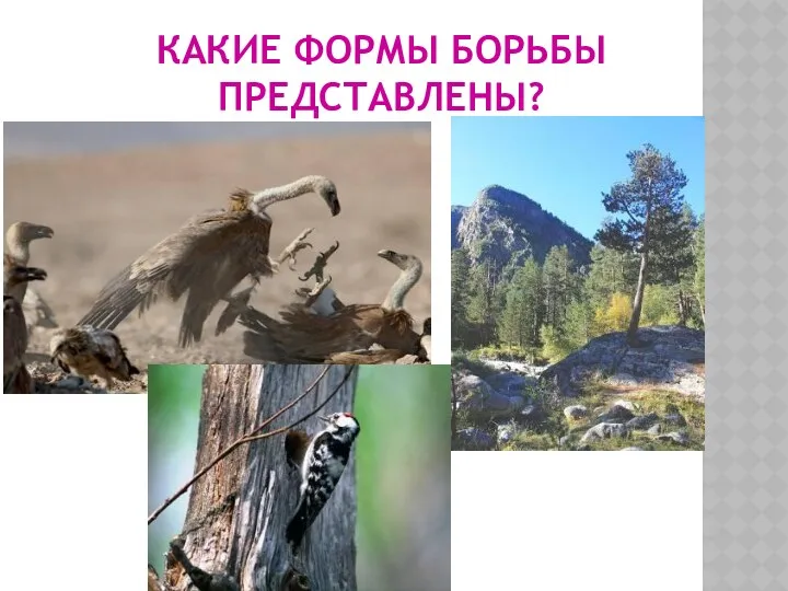 КАКИЕ ФОРМЫ БОРЬБЫ ПРЕДСТАВЛЕНЫ?