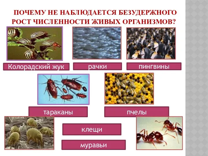 ПОЧЕМУ НЕ НАБЛЮДАЕТСЯ БЕЗУДЕРЖНОГО РОСТ ЧИСЛЕННОСТИ ЖИВЫХ ОРГАНИЗМОВ? Колорадский жук рачки пингвины тараканы пчелы клещи муравьи