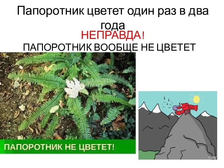 Папоротник цветет один раз в два года НЕПРАВДА! ПАПОРОТНИК ВООБЩЕ НЕ ЦВЕТЕТ