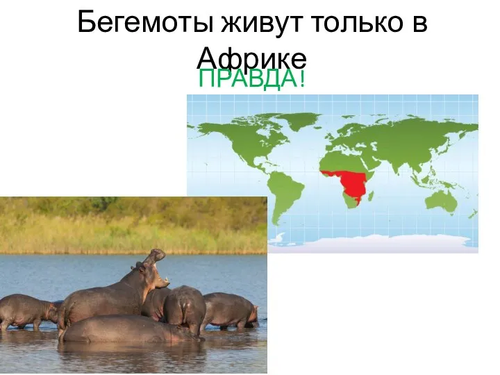 Бегемоты живут только в Африке ПРАВДА!