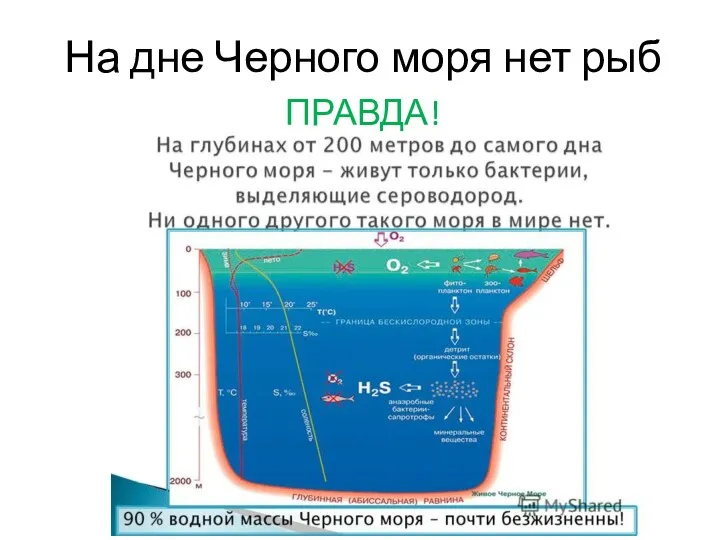 На дне Черного моря нет рыб ПРАВДА!