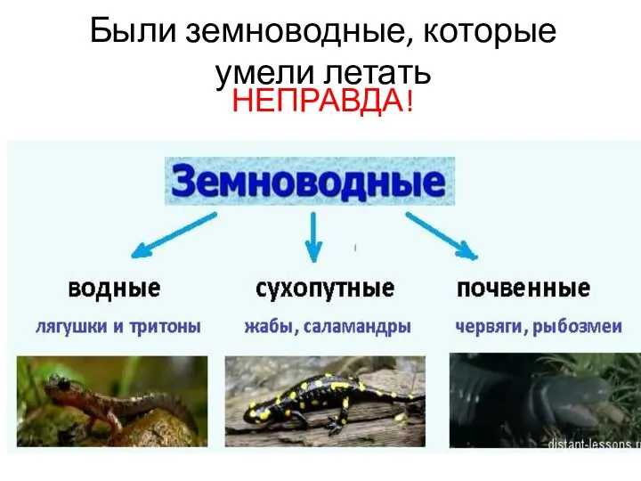 Были земноводные, которые умели летать НЕПРАВДА!