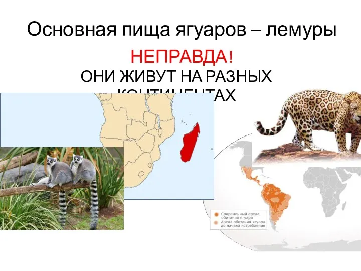 Основная пища ягуаров – лемуры НЕПРАВДА! ОНИ ЖИВУТ НА РАЗНЫХ КОНТИНЕНТАХ