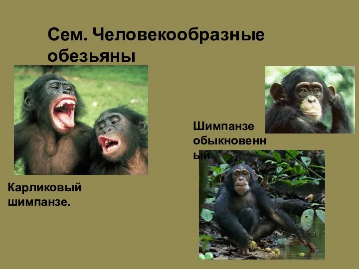 Карликовый шимпанзе. Шимпанзе обыкновенный Сем. Человекообразные обезьяны