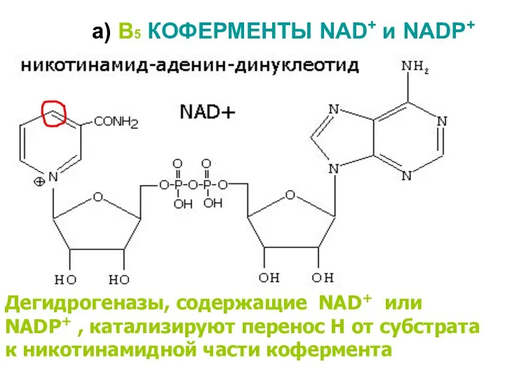 а) В5 КОФЕРМЕНТЫ NAD+ и NADP+ Дегидрогеназы, содержащие NAD+ или