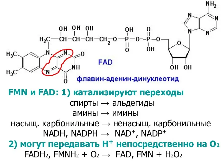 FMN и FAD: 1) катализируют переходы спирты → альдегиды амины