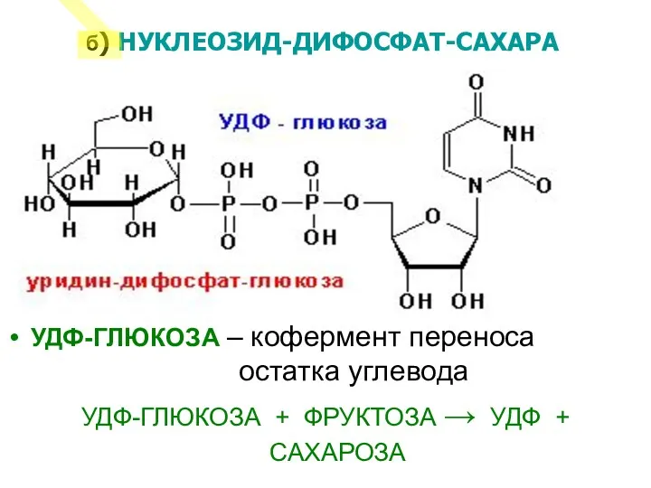 УДФ-ГЛЮКОЗА – кофермент переноса остатка углевода УДФ-ГЛЮКОЗА + ФРУКТОЗА → УДФ + САХАРОЗА б) НУКЛЕОЗИД-ДИФОСФАТ-САХАРА