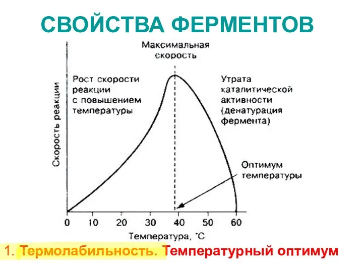 СВОЙСТВА ФЕРМЕНТОВ 1. Термолабильность. Температурный оптимум