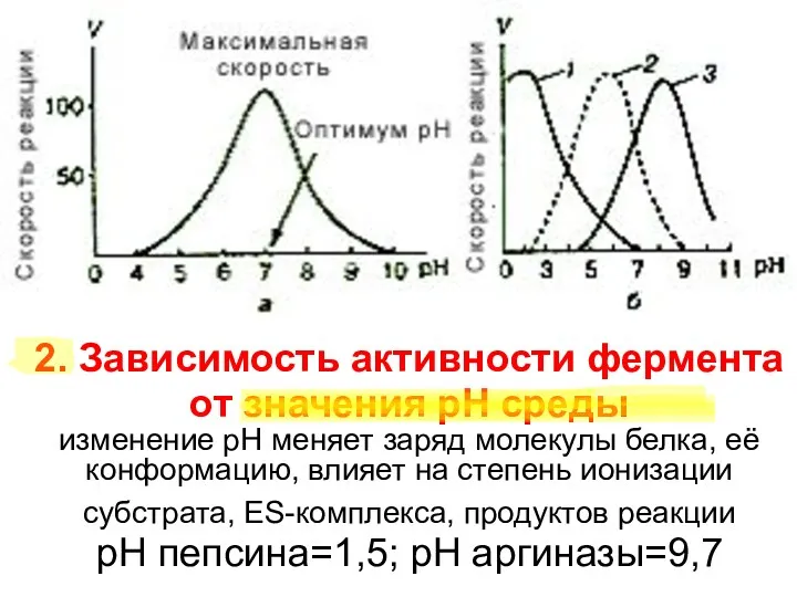 2. Зависимость активности фермента от значения рН среды изменение рН