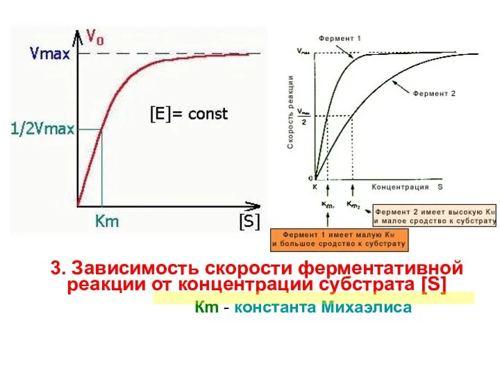 3. Зависимость скорости ферментативной реакции от концентрации субстрата [S] Кm - константа Михаэлиса