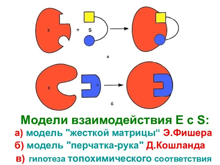 Модели взаимодействия Е с S: а) модель "жесткой матрицы“ Э.Фишера