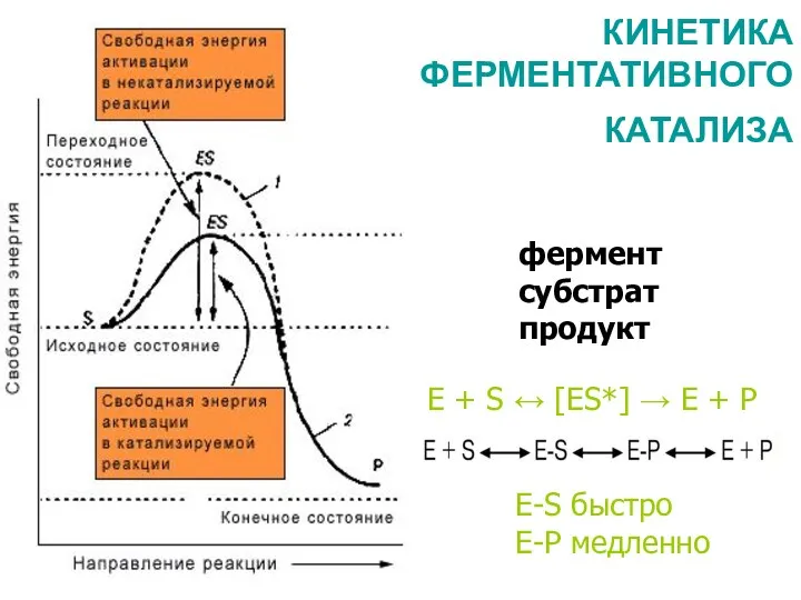 КИНЕТИКА ФЕРМЕНТАТИВНОГО КАТАЛИЗА Е + S ↔ [ES*] → Е